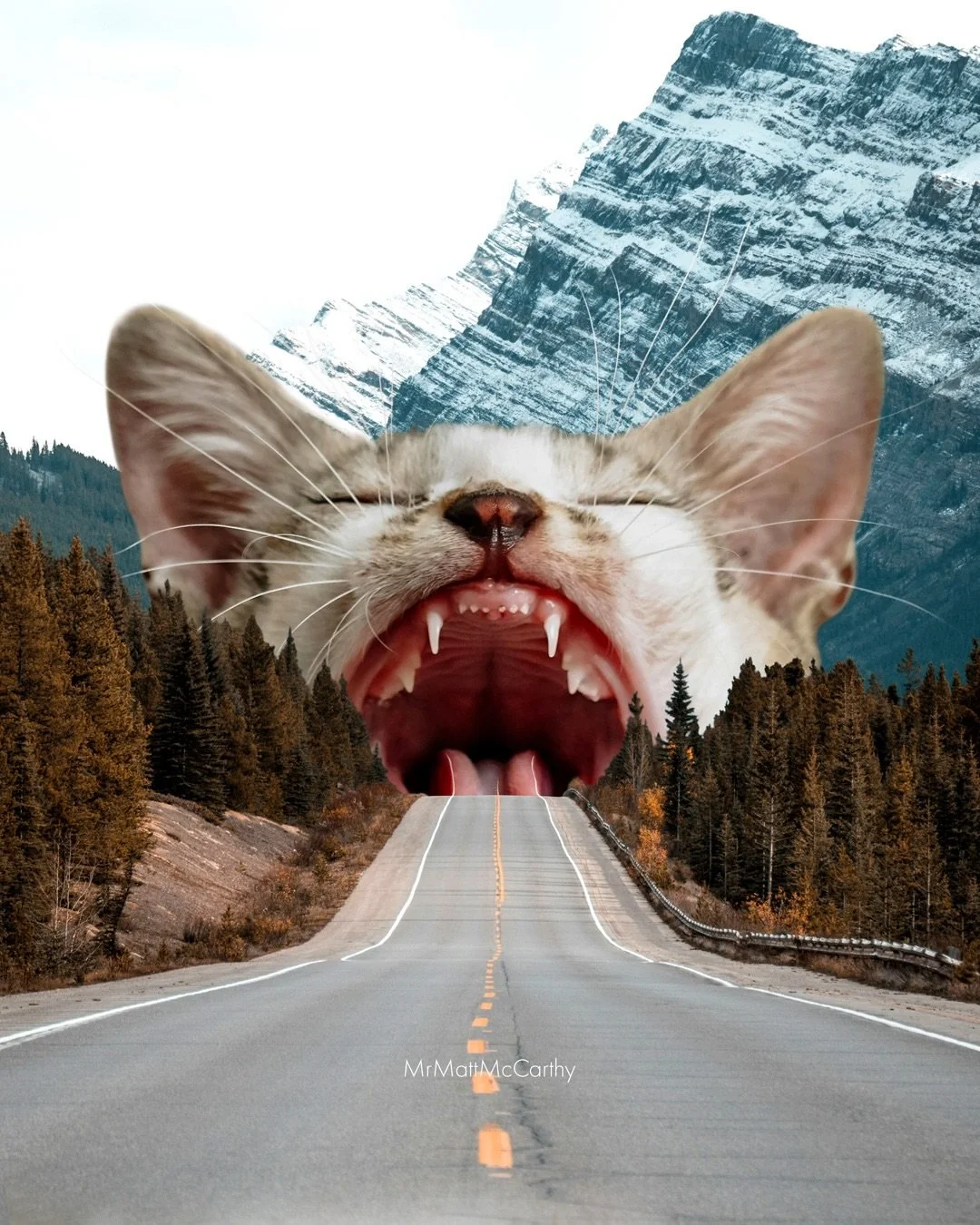 Be careful of the road ahead, you never know where you might wind up. 🙈 Which of these plotting kitties is your favorite? 1-4