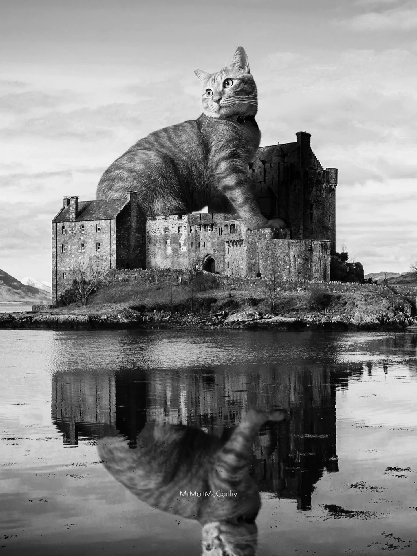 King of the Castle, 2026 👑 I must have missed his majesty when I visited the Scottish Highlands... guess I&rsquo;ll have to go back.