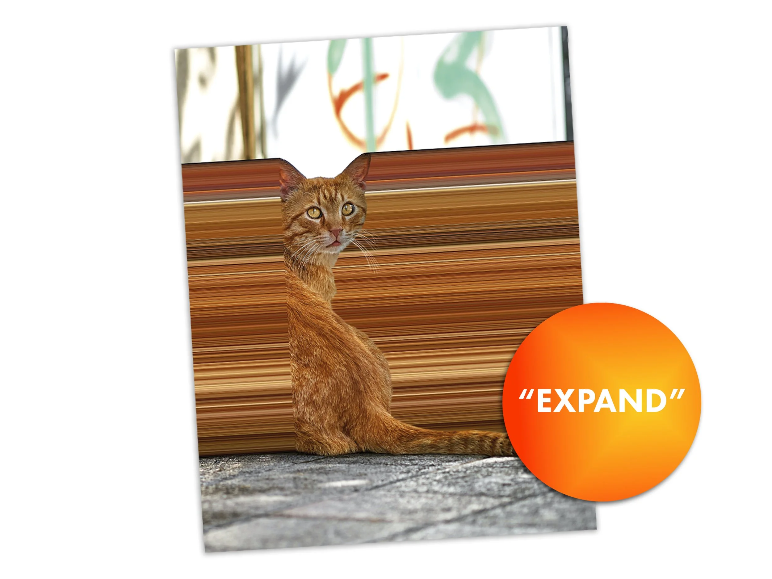 Warp Cats Postcards Listing WIP_0003_EXPAND.jpg