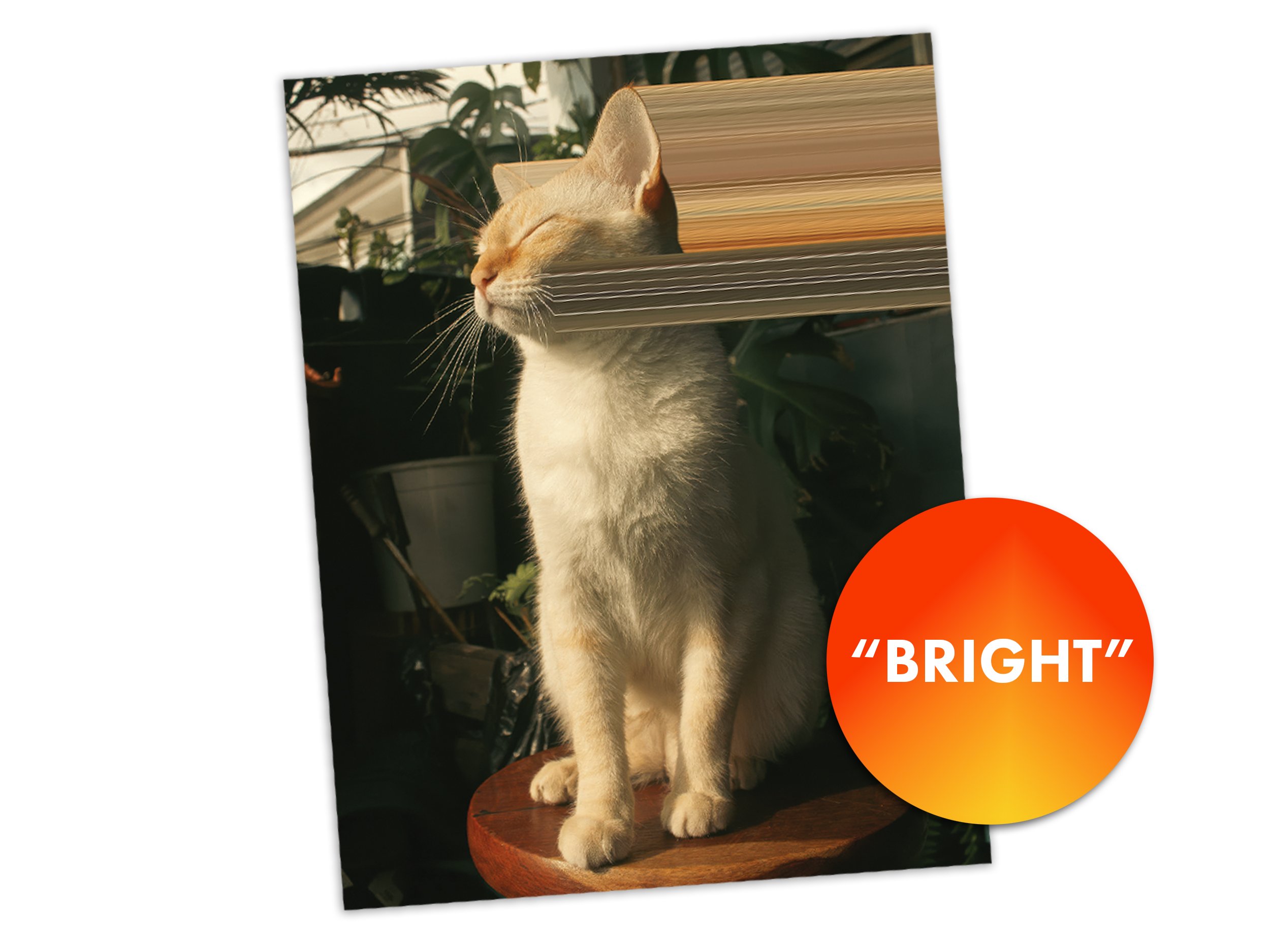 Warp Cats Postcards Listing WIP_0001_BRIGHT.jpg