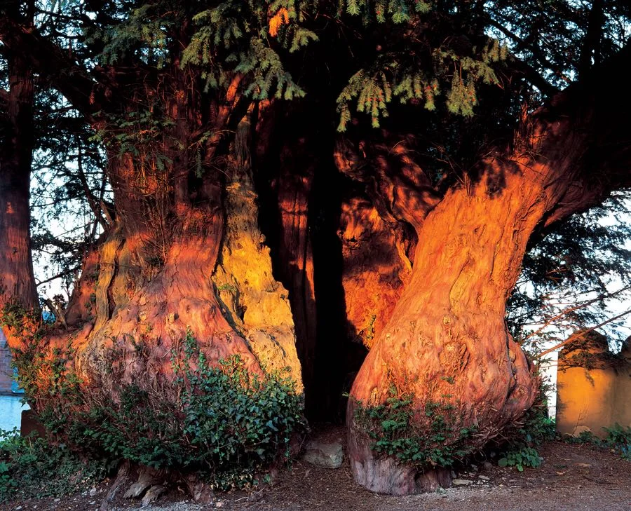 Archie Miles 'The Enigmatic Yew - A Glimpse of Immortality'