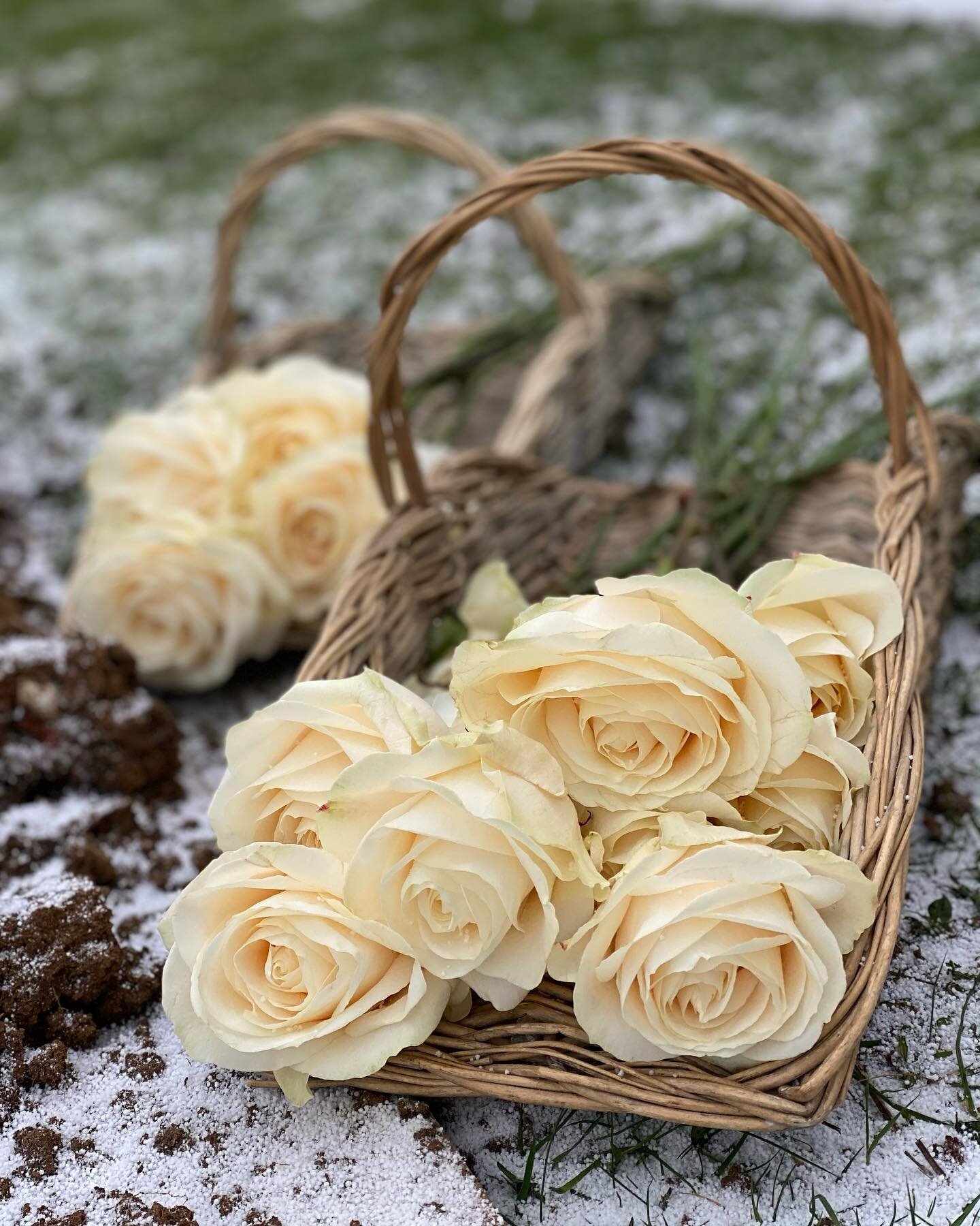 A white teardrop shaped willow coffin covered in white flowers and spring foliage. A silver hearse. White roses for the snow covered grave. And Eddie the horse, pulling the coffin through the wintery meadow as snowflakes landed around us.