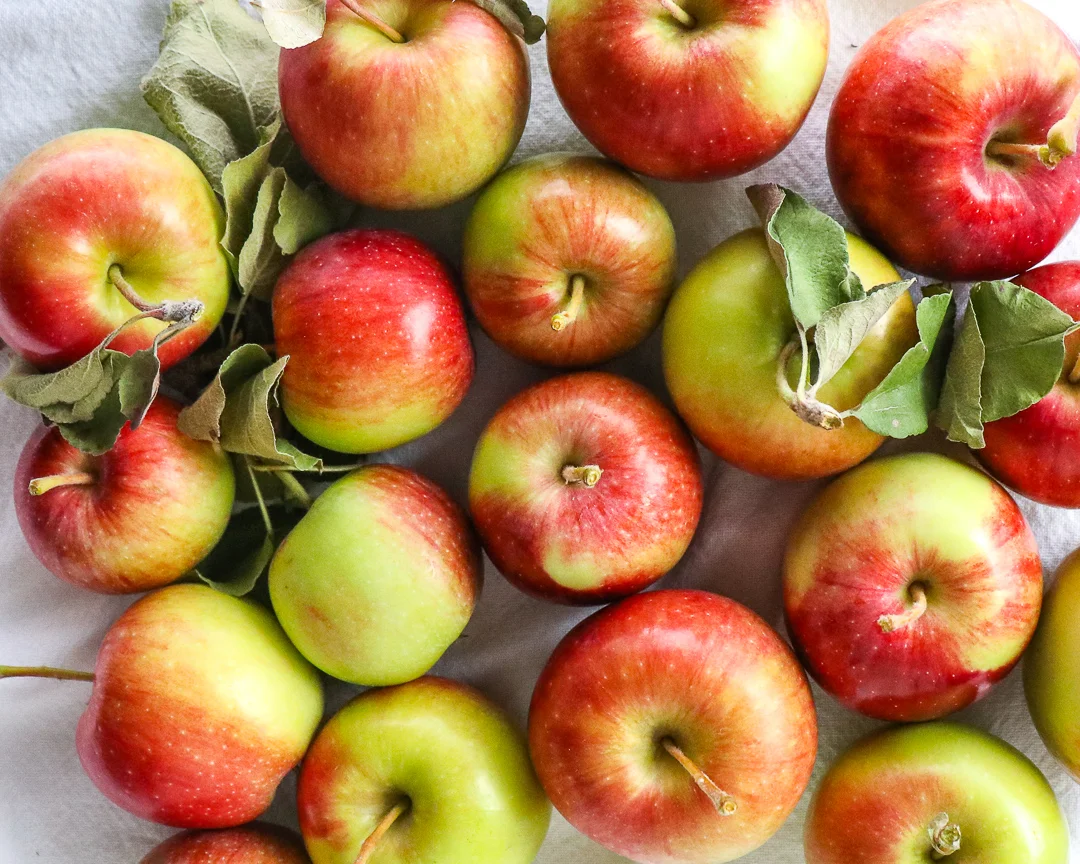 apple picking season 2.jpg