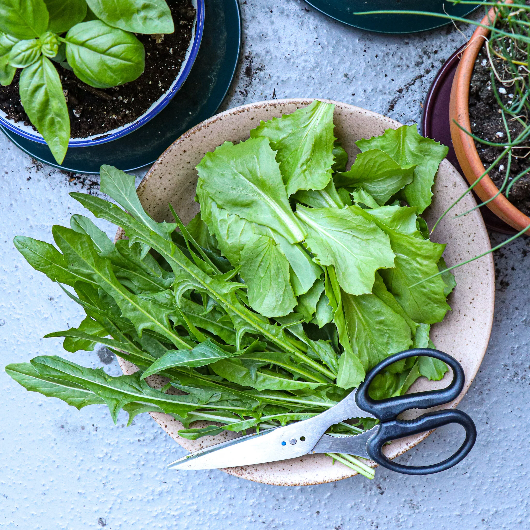 Growing Your Own Balcony Garden of Edible Plants