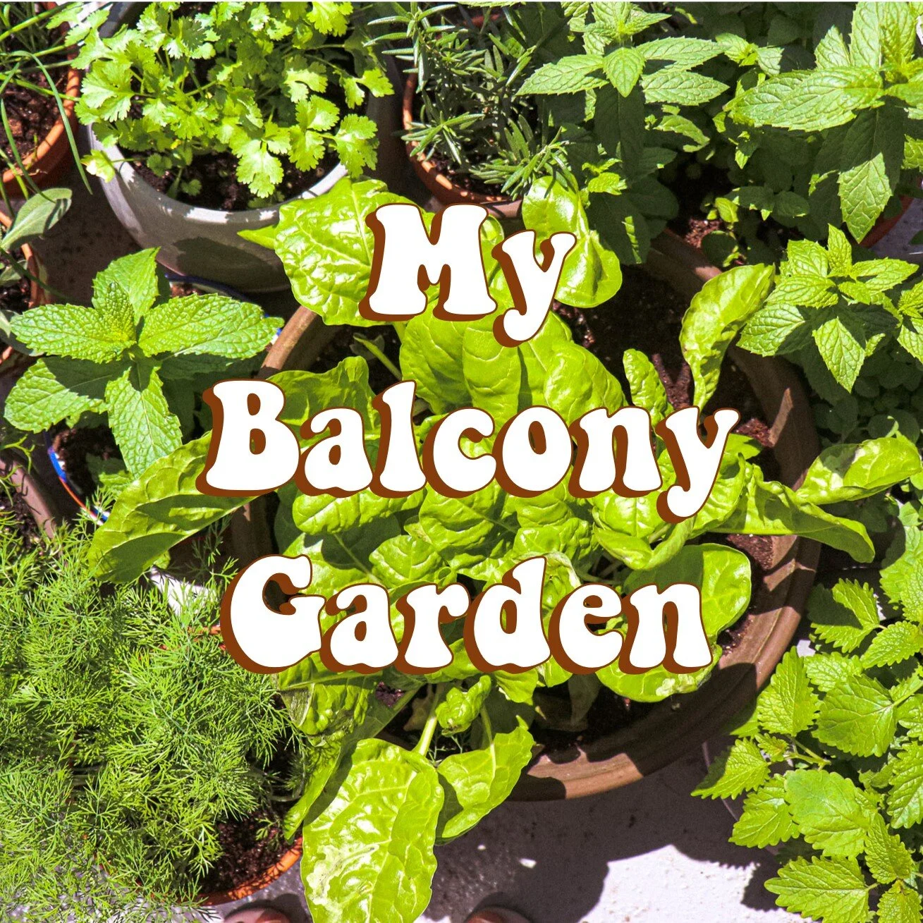 My Small Space Balcony Garden of Edible Plants