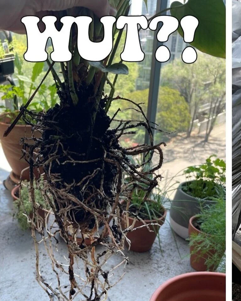 Everything Went Wrong - My 2021 Balcony Garden Update; a Cautionary Tale