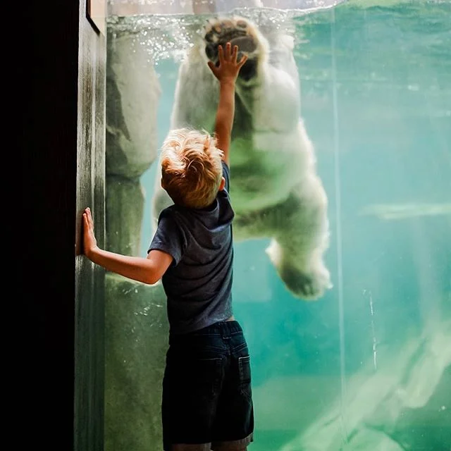 Have you even lived if you&rsquo;ve never high-fived a polar bear?! ✋🏼❄️
&bull;
&bull;
I love taking photos, but have been dragging my feet when it comes to learning/improving my editing. So, in order to encourage myself, I&rsquo;m looking back at s