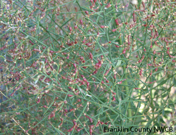 camelthorn, Alhagi maurorum *details*
