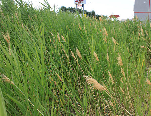 common reed, Phragmites australis *details*