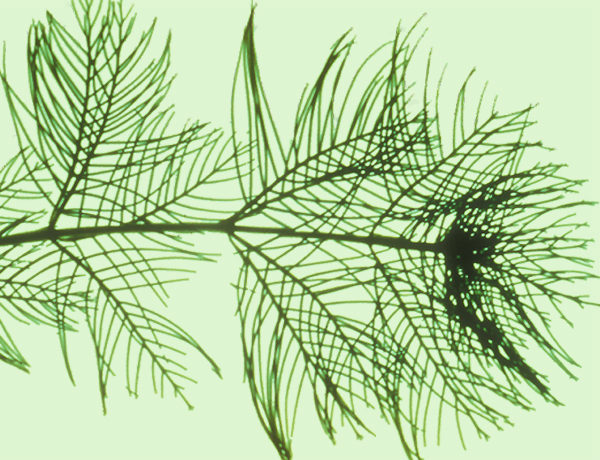 Eurasian watermilfoil, Myriophyllum spicatum *details*