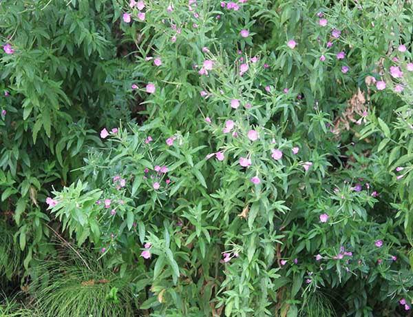 hairy willow-herb, Epilobium hirsutum *details*