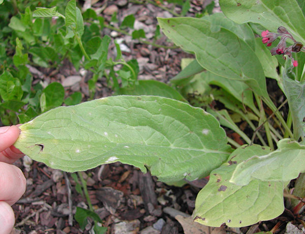 houndstongue, Cynoglossum officinale *details*
