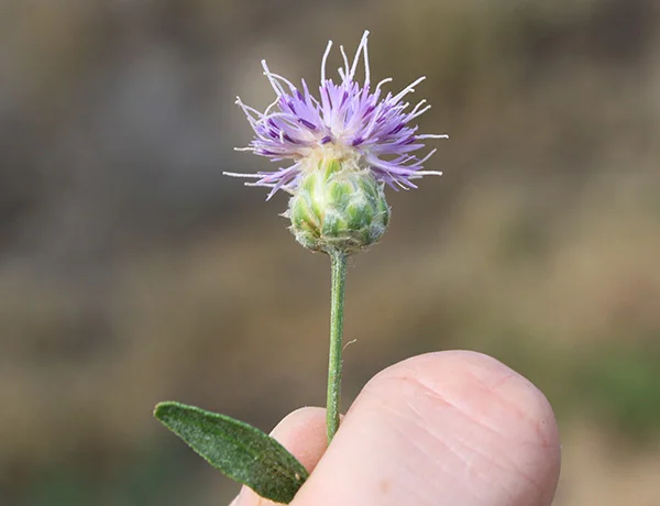 Russian knapweed, Acroptilon repens *details*