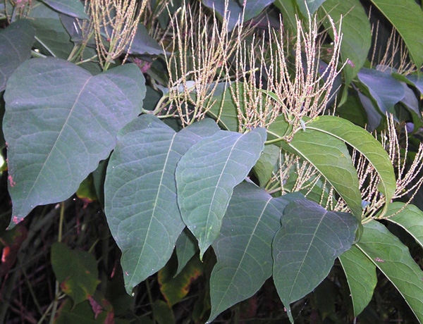Bohemian knotweed, Polygonum x bohemicum *details*