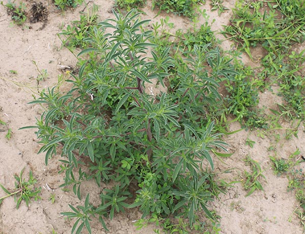 kochia, Kochia scoparia *details*