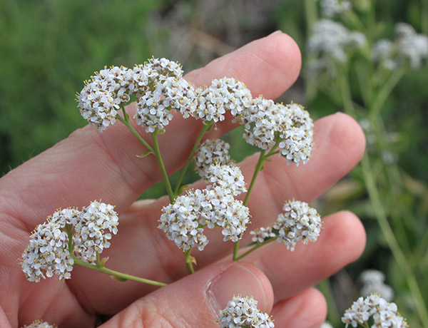 perennial pepperweed, Lepidium latifolium *details*