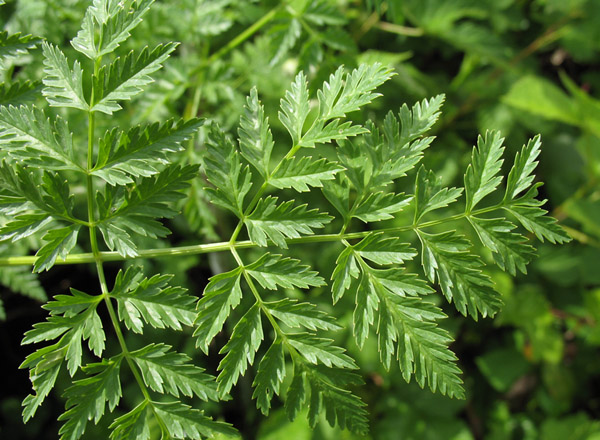 poison hemlock, Conium maculatum *details*