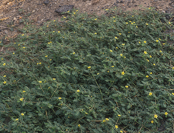 puncturevine, Tribulus terrestris *details*