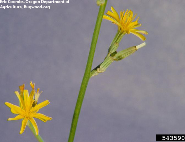 rush skeletonweed, Chondrilla juncea *details*