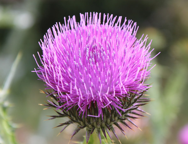Scotch thistle, Onopordum acanthium *details*