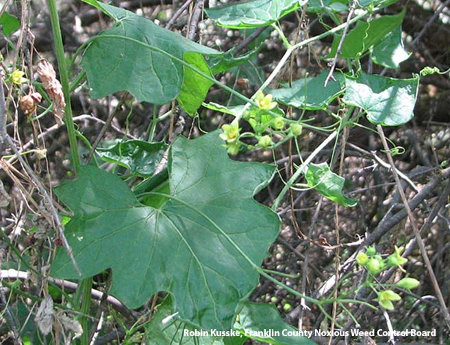 white bryony, Bryonia alba *details*