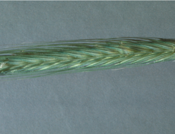 cereal rye, Secale cereale *details*