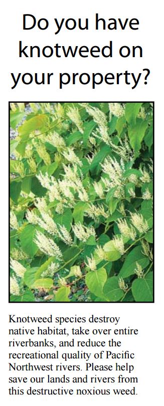 PDF version of our knotweed brochure, covering four knotweed species that are Class B noxious weeds. It provides an overview on identification, impacts and control options. Two page handout, 8" x 14". (Spanish)
