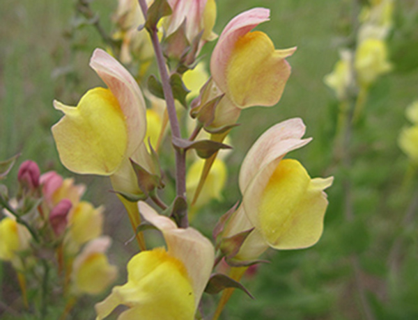 Dalmatian toadflax, Linaria dalmatica ssp. dalmatica *details*