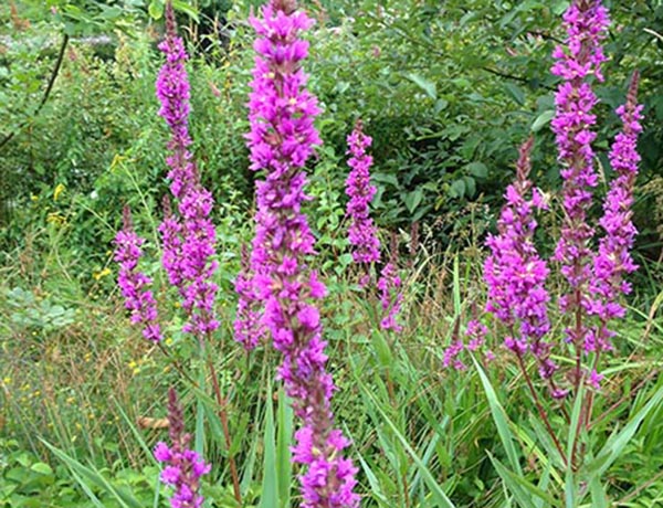 purple loosestrife, Lythrum salicaria *details*