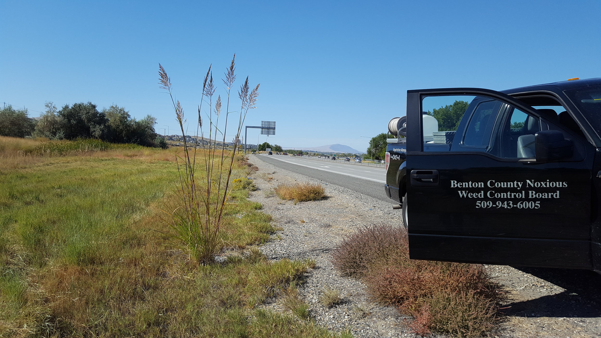 Ravenna Grass off of the highway