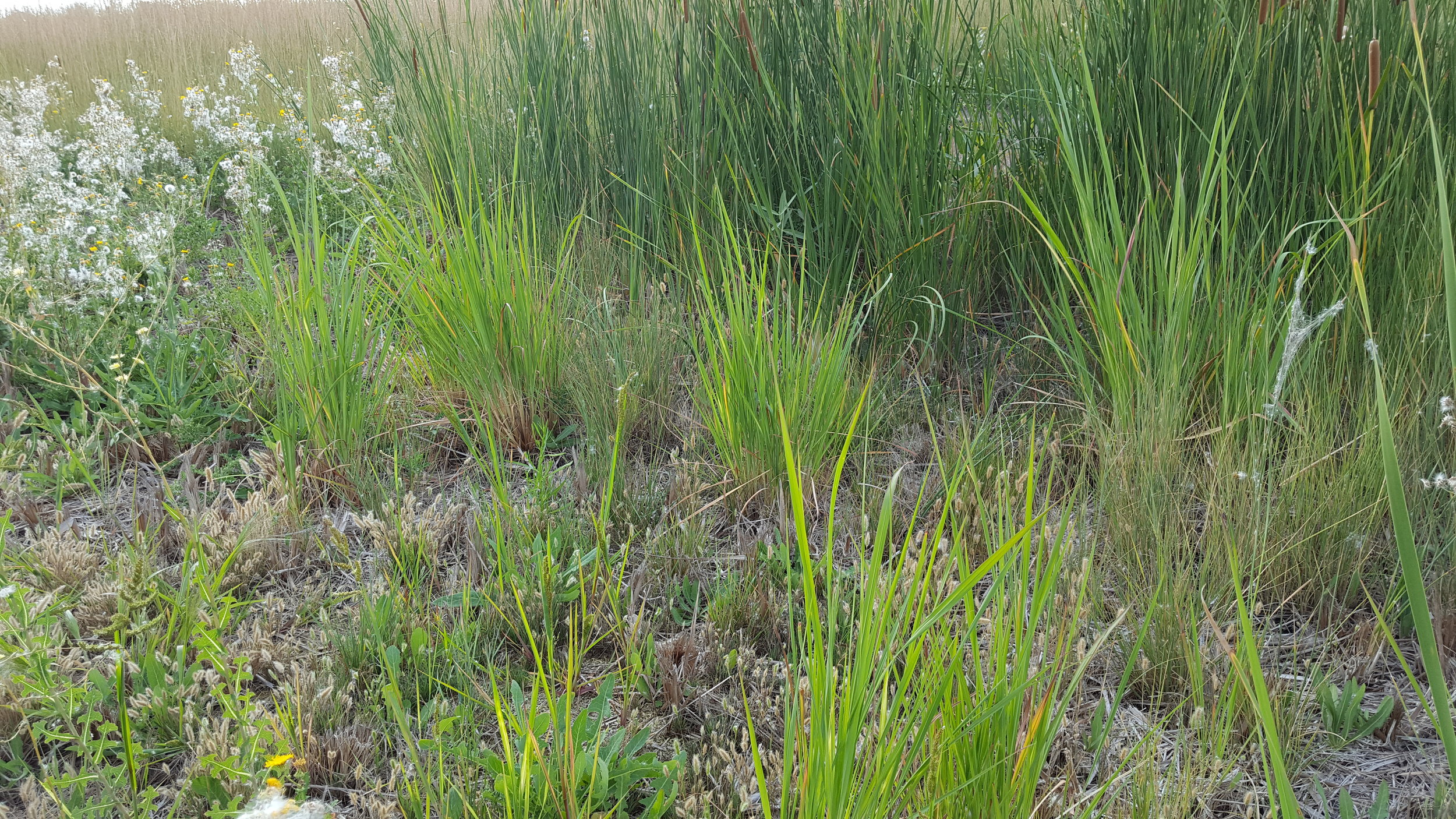 Ravenna Grass Growing in Median