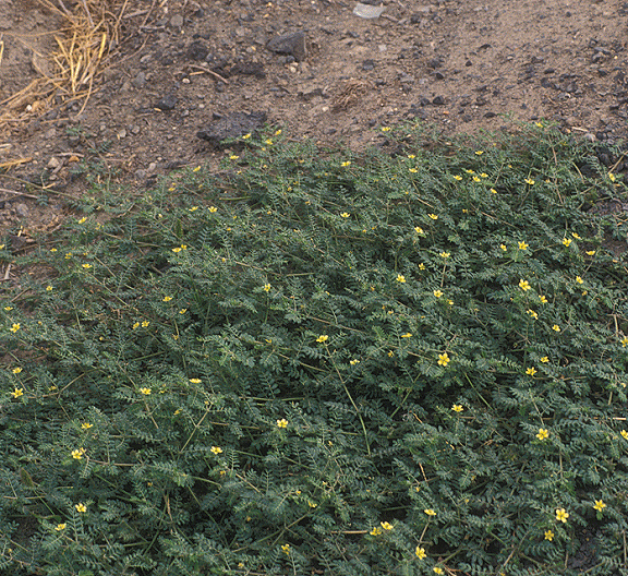 puncturevine_infestation.gif