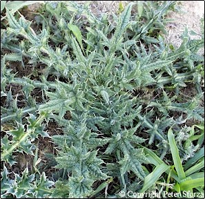 Bull Thistle Rosette