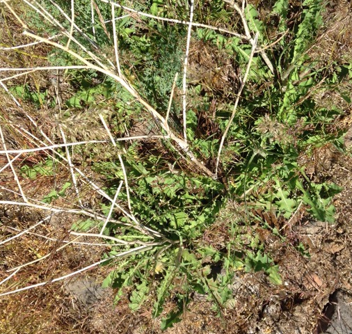 Flowering stems usually die in October when a new rosette appears. The dried skeletons of old plants are still visible. 