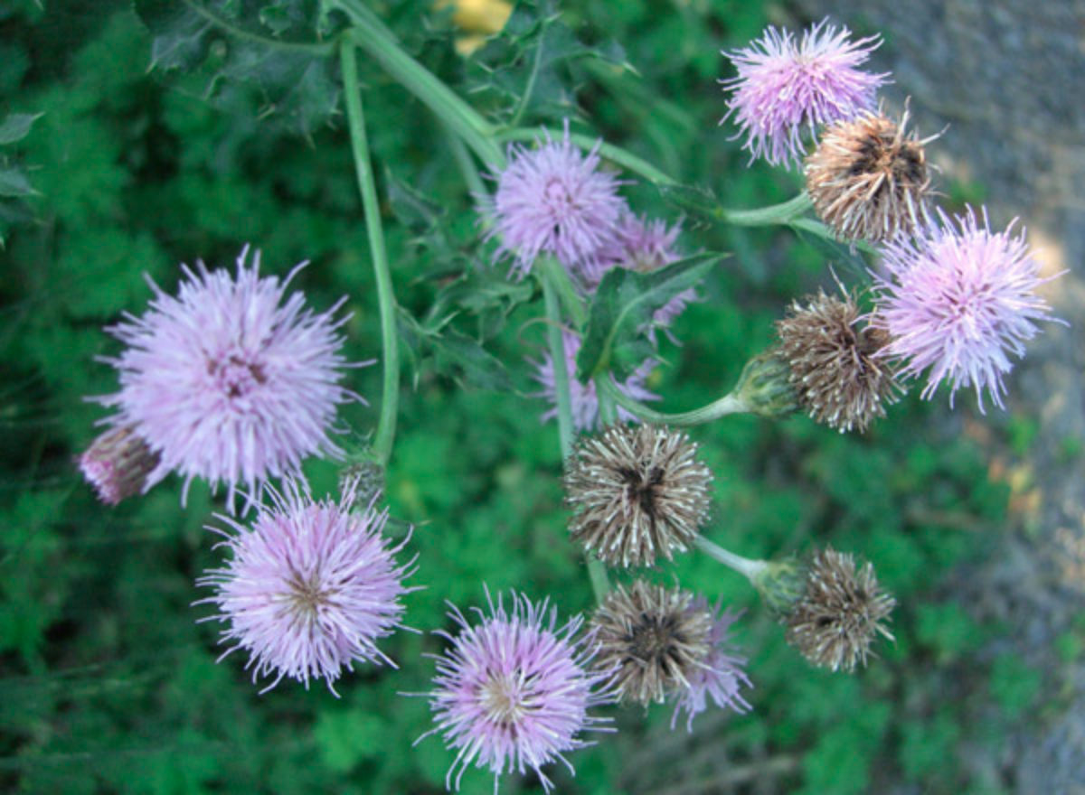 Canada Thistle.png