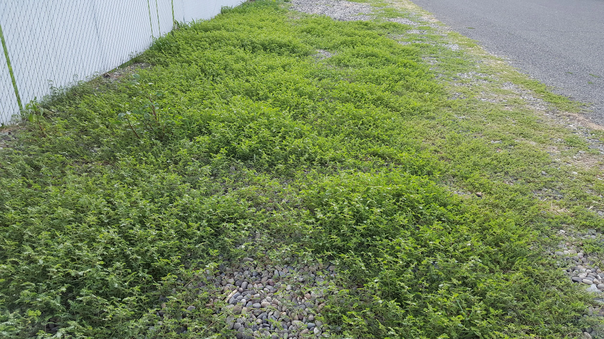 What happens when puncturevine isn't controlled. Image by: Konrad Kauer.