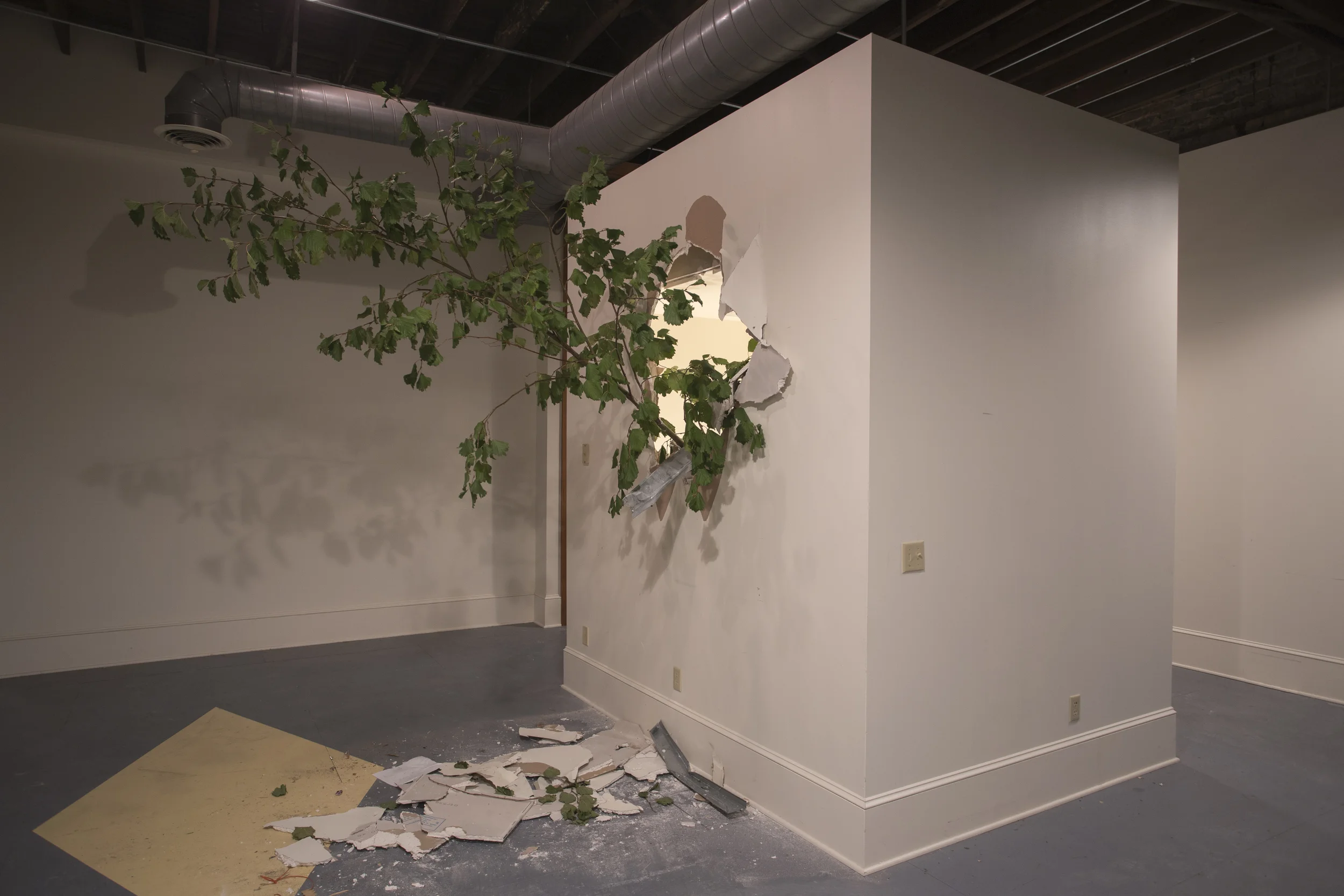 Second Growth.jpg