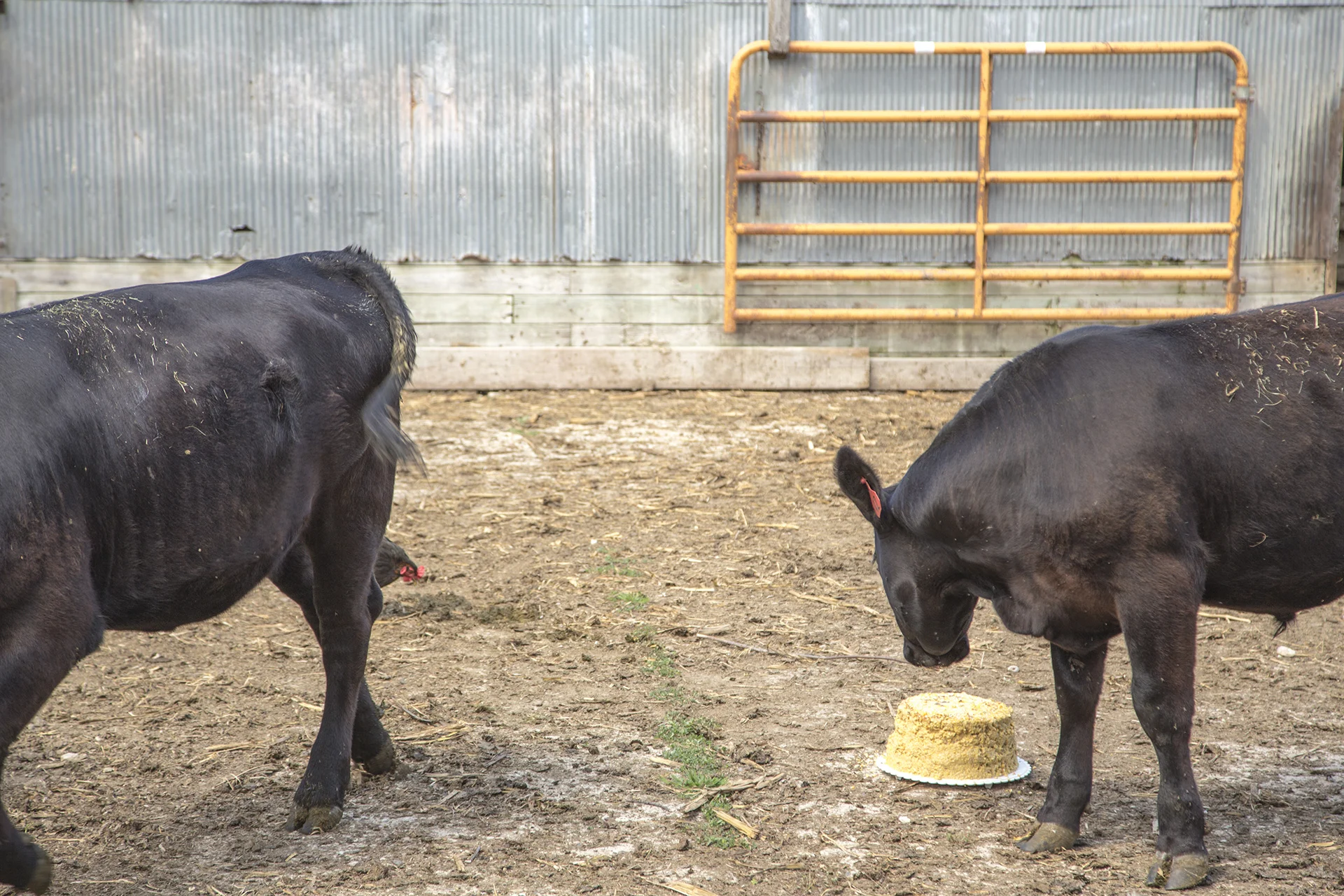 6.CowCake.jpg