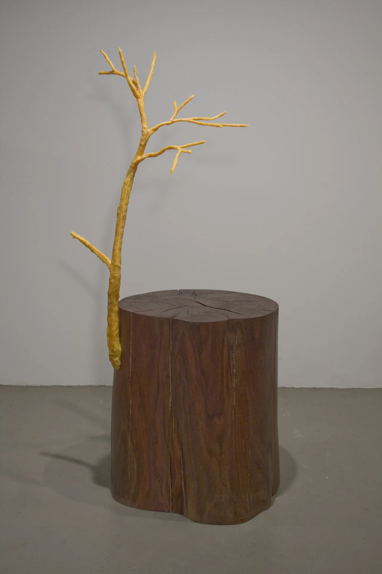 8.regrowth.jpg