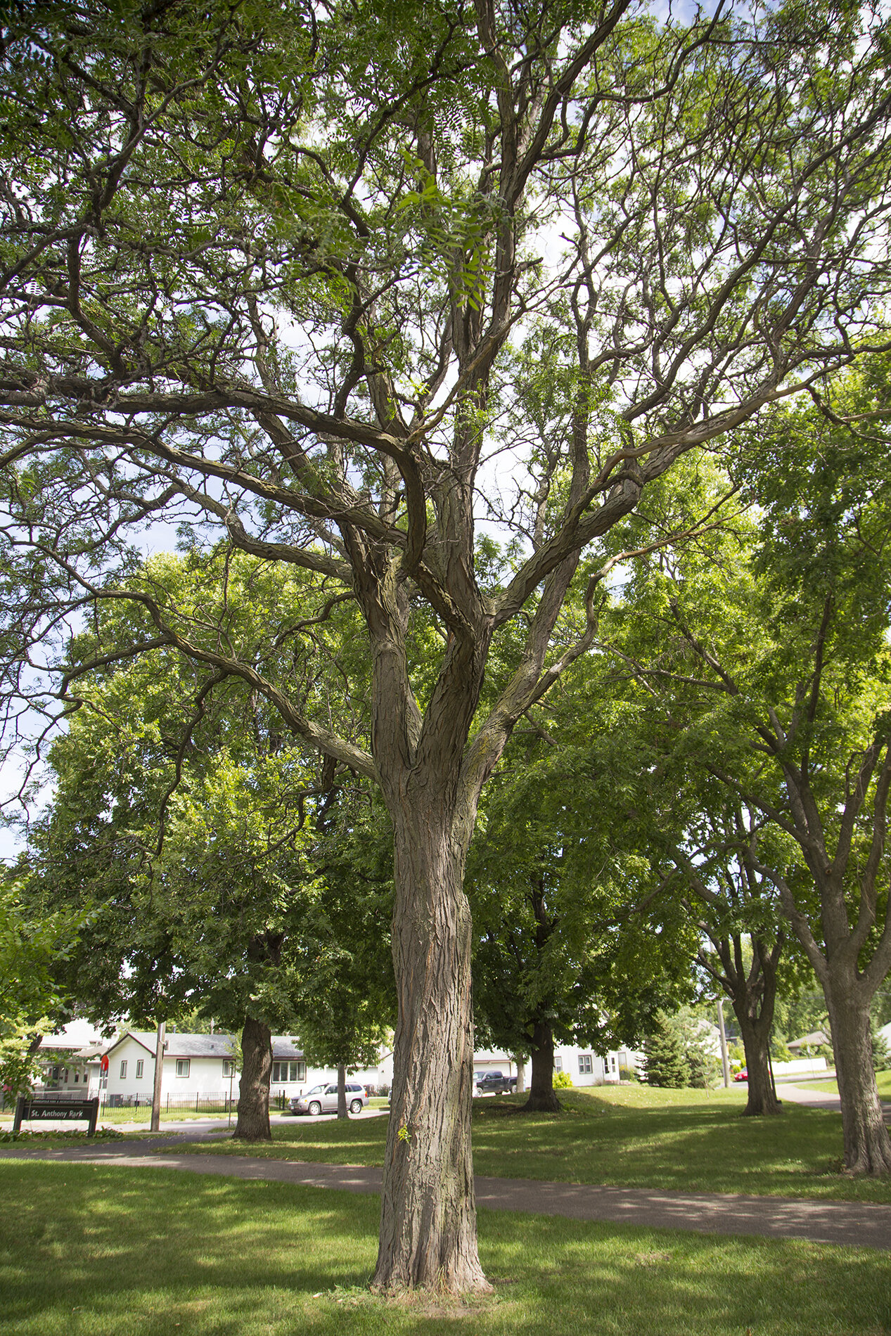 Real Tree.jpg