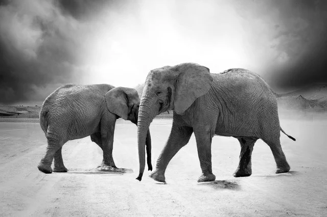 elephant-ivory-animals-africa.jpg