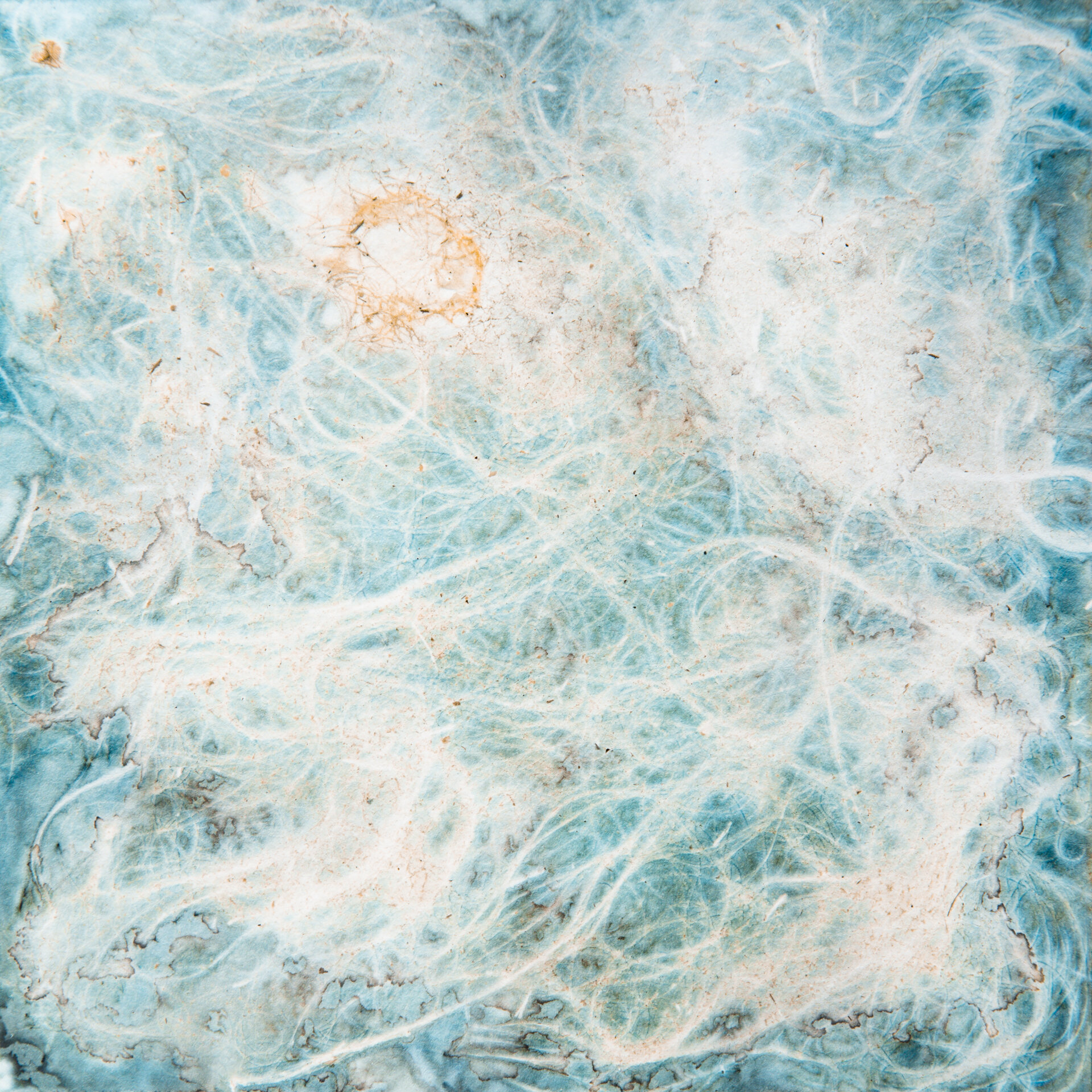 Cyanotype-19.jpg
