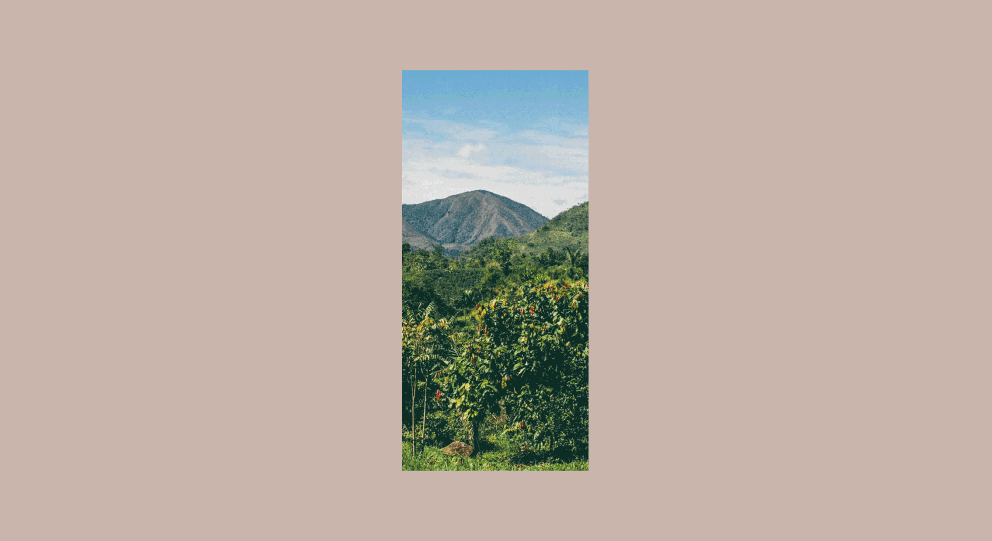    ↑ We started from a strategic consideration: elevating the most important aspect of Raaka’s chocolate—their uncommon and vibrant flavors. Raaka sources their single origin cacao from growers across the world—using photography from these locations,