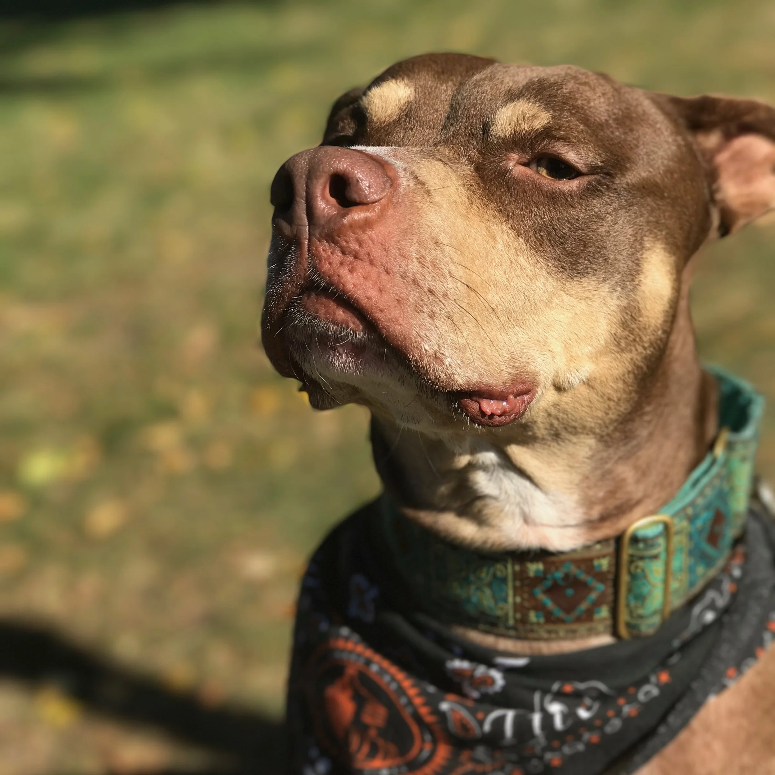 How To Survive Autumn with Your Dog