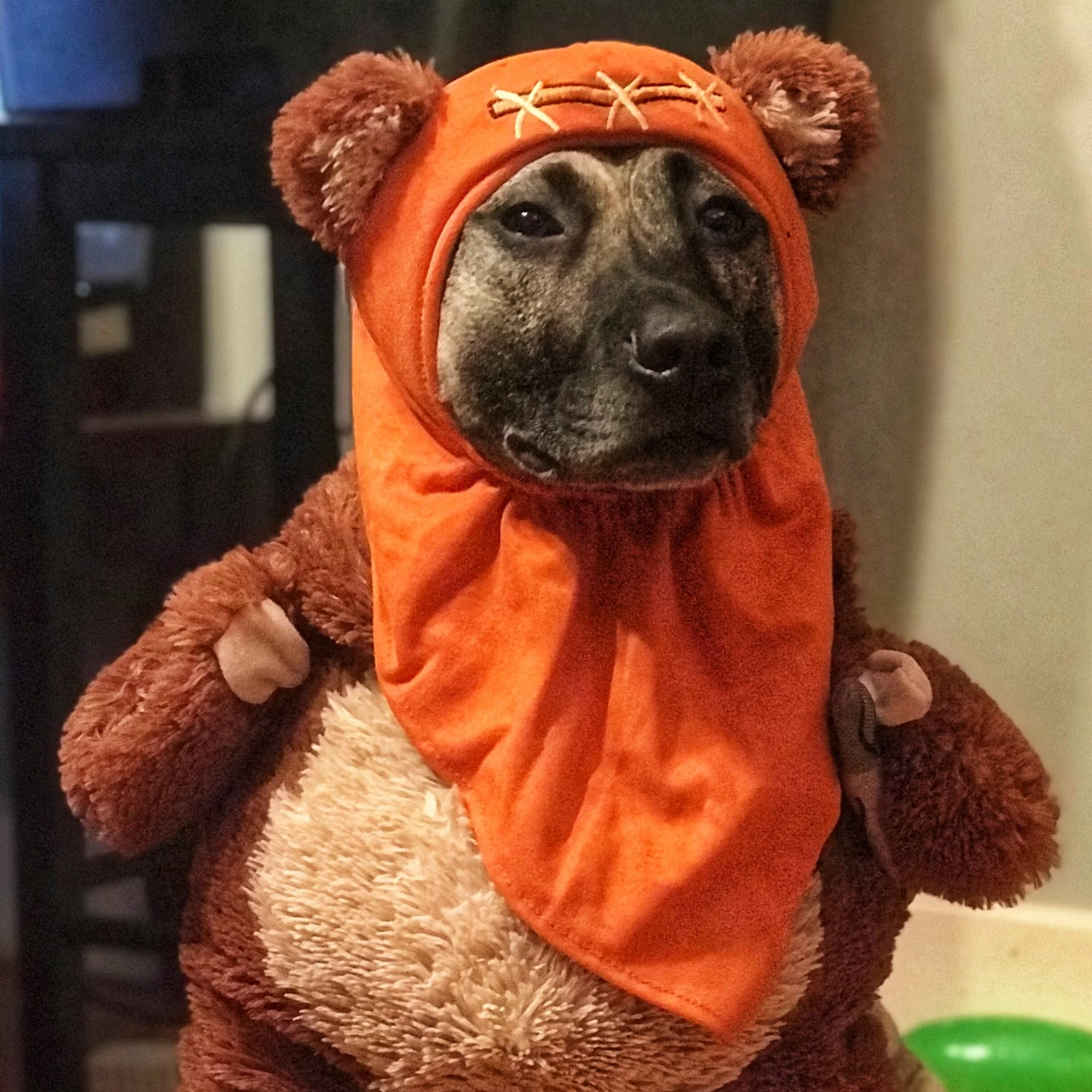 Halloween Safety Tips For Your Dog
