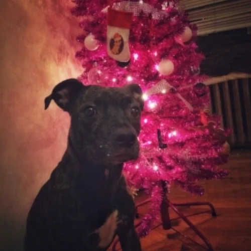 SSDT Dog Trainer Leslie Roach's dog Ripley