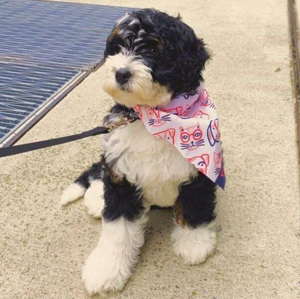April 2020 Updates from Shelby Semel Dog Training