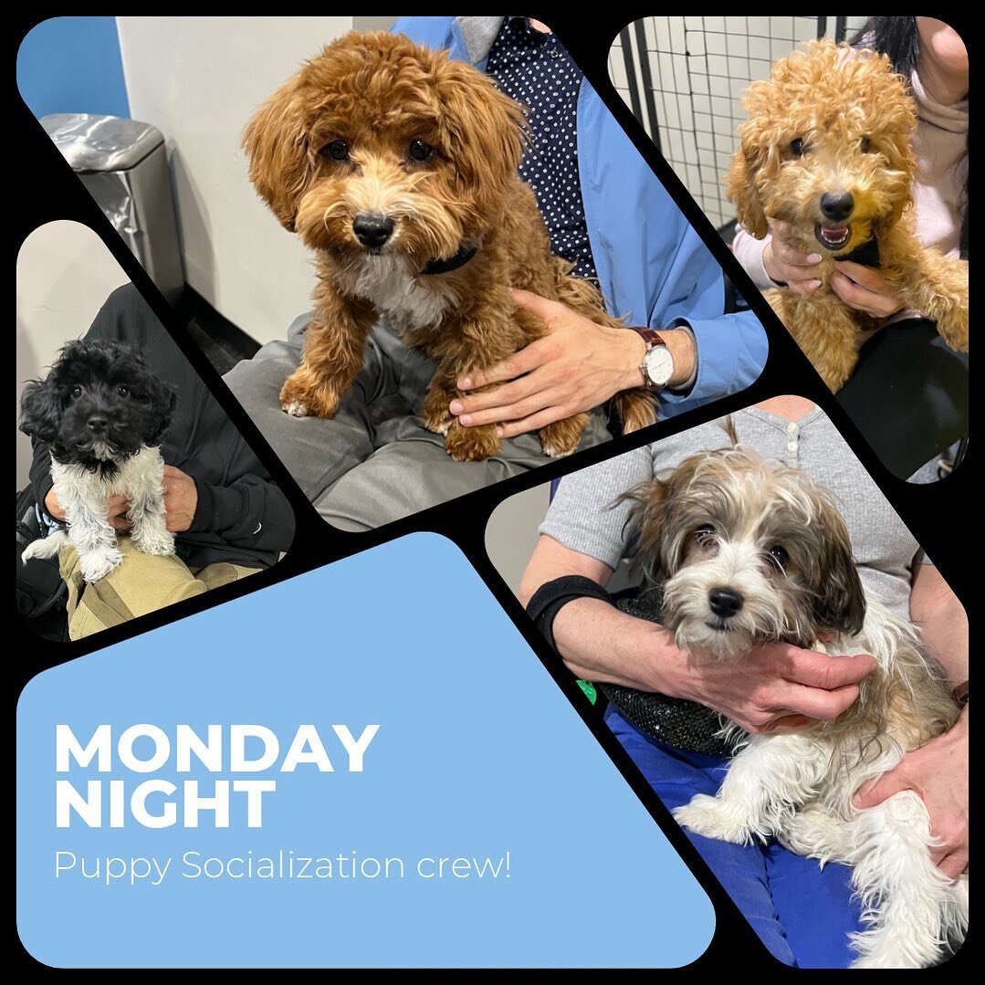 We love getting together on Monday night with NYC&rsquo;s newest and youngest pups! This rolling class helps puppies get prepared for life in NYC, and gives them a chance to play with other puppies their age!

If you&rsquo;re interested in signing up