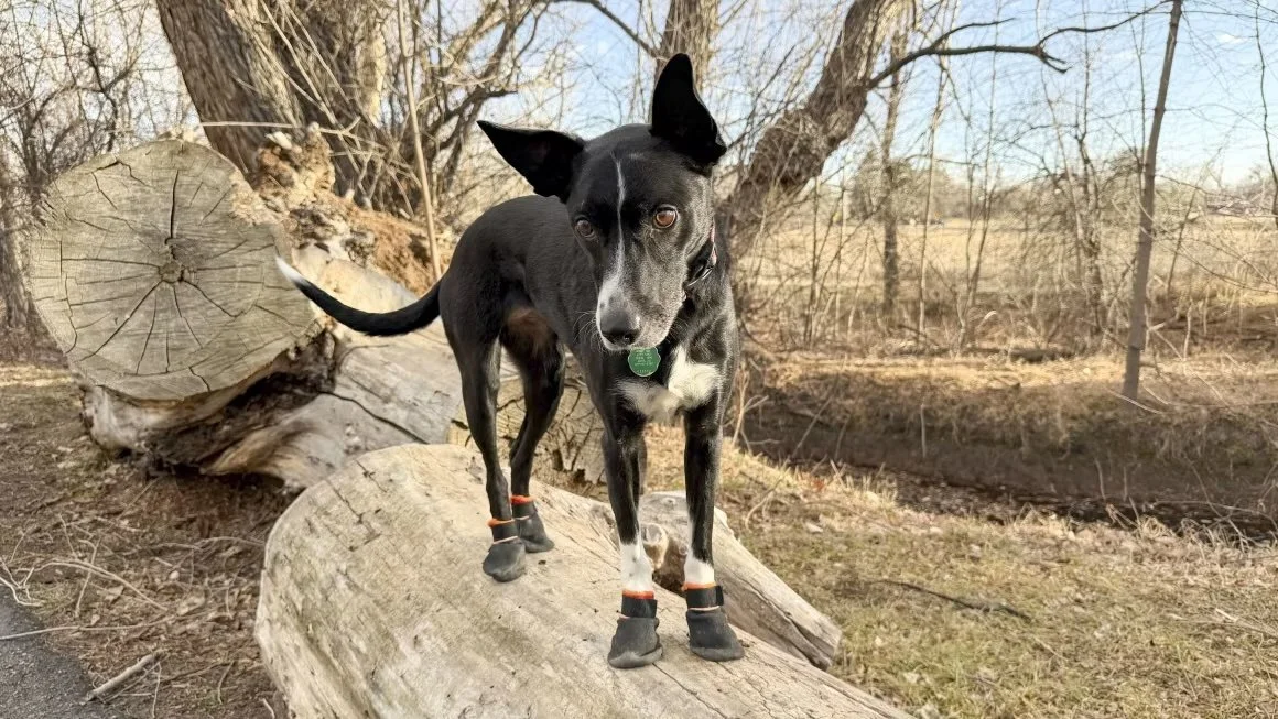 The Best Winter Dog Boots, According to Trainers (and Dogs Who Actually Wear Them)