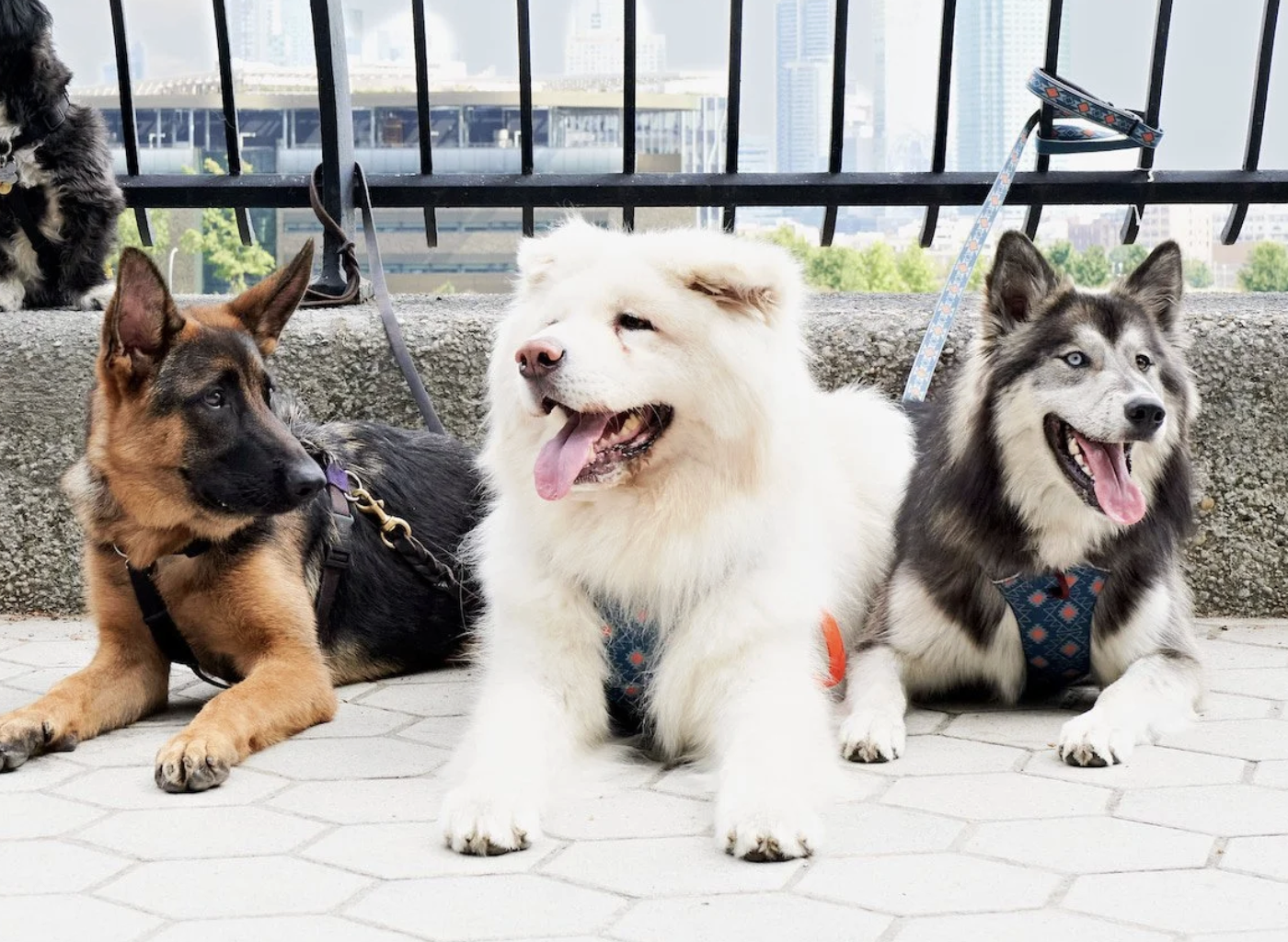 Loose Leash Walking in NYC: How to Stop Your Dog From Pulling (Without Losing Your Shoulder)